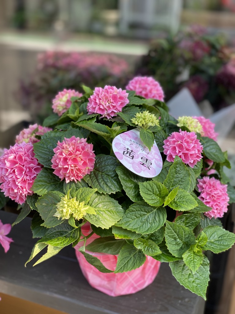受付終了 鉢植え 年に発売された最も新しい紫陽花 濃ピンクの 茜雲 花の通販サイトgrace