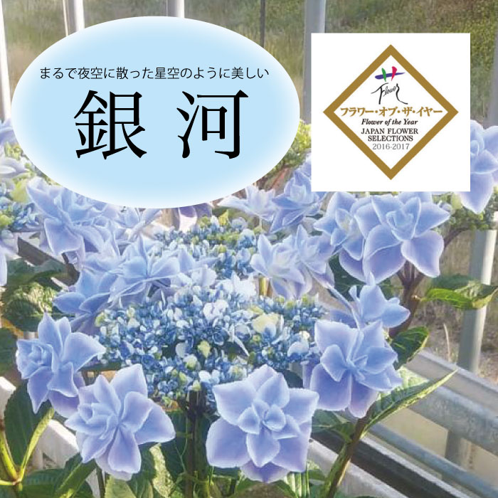 受付終了 鉢植え 島根県の名産品 フラワーオブザイヤー受賞紫陽花 銀河 花の通販サイトgrace